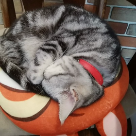 いびき猫の画像