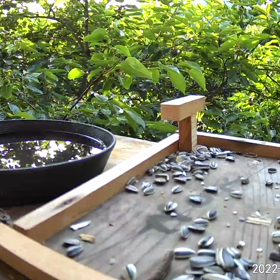 すぎぴたんの事件簿シーズン２　２８３話（おねだりヤマガラ子）の画像