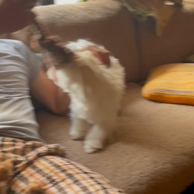 保護犬ムムやんちゃ娘の画像