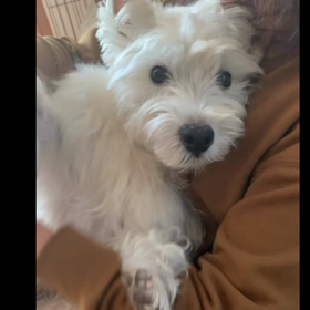 キレイキレイの画像