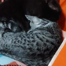 優しい兄ちゃん(=ﾟωﾟ=)の画像