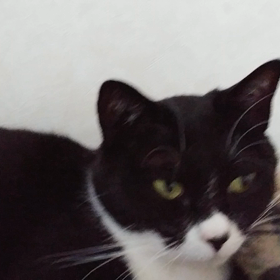 最近のちゃまこサンの画像