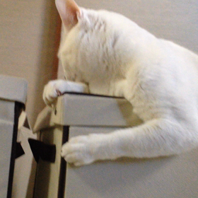 はしゃぎたかったの画像