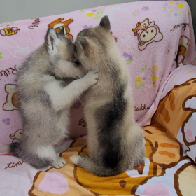 ロック&ほたての画像