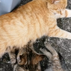 癒される動物の画像や動画教えて！の画像