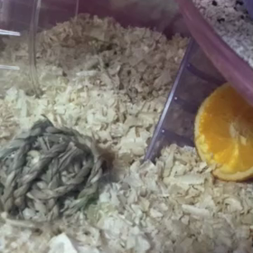 書きなぐりで色々残念ですが(ハムスターブログ)の画像