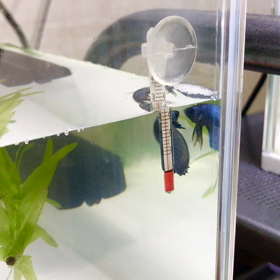 3兄弟ベタが一瞬に泡巣作る神秘の画像