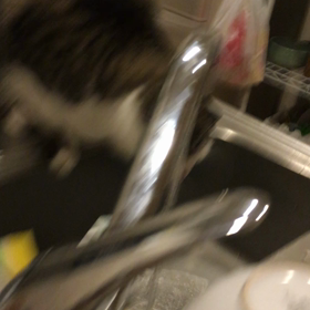 今日のネコの画像