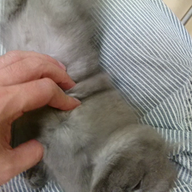 ブリティッシュちゃんのドライヤー(●´ω`●)の画像