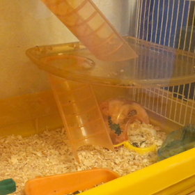 すやすや、、、の画像