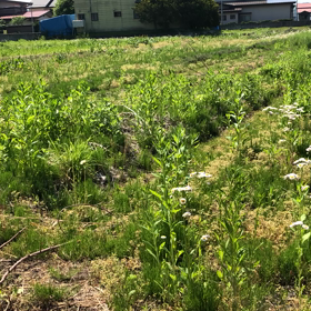 暑い！種まき！ティピ！パート1の画像