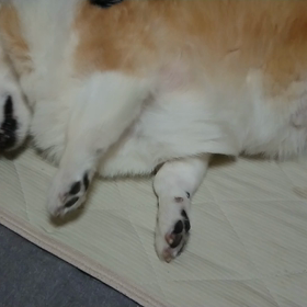 ぶるぶる！！の画像