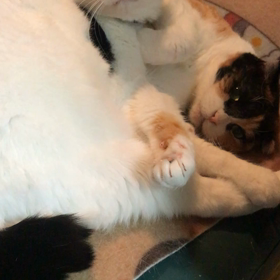 まどろみの画像