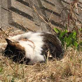 今年一度も風邪を引かなかった理由！の画像