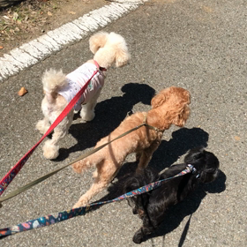 久々３匹一緒の画像