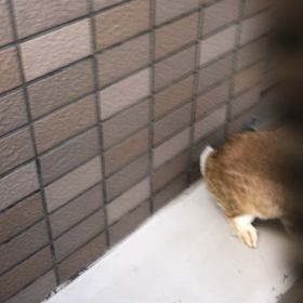 べらんぽ楽しかったでつよ٩(◜ᴗ◝ )۶の画像