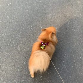 散歩の風景の画像