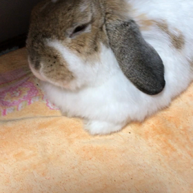 ふがっ！ぶかっ！zzz〜の画像