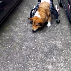 おじーちゃん犬、練習の画像