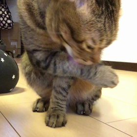 ☆起きたラス君☆の画像