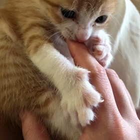 ちょいとひと休みの画像