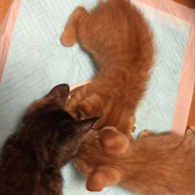 僕のご飯！の画像