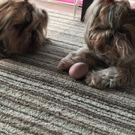 おねぇーたんの画像