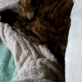 癒やされタイムの画像