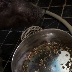 里親募集プロジェクト対象のトンちゃん♪の画像