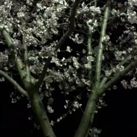 ☆4月1日(金)☆の画像