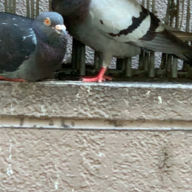 みかんが「キモチイイ！」と言いましたとさ。の画像