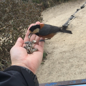 ヤマガラ  〜癒し〜の画像