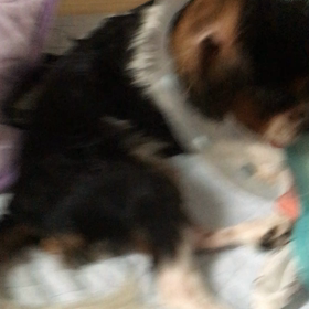 ■今朝のあ〜ちゃん■の画像