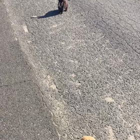 大久野島続き　その①の画像