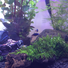 なんちゃって【アクアリウム】の画像