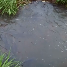 一日一首……早朝散歩のオットから届いた動画は～の画像