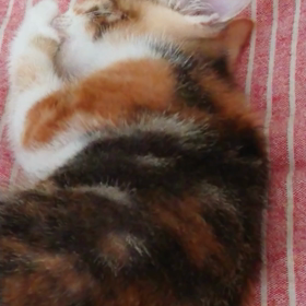 みぃちゃんは、マリンちゃんになりました。の画像