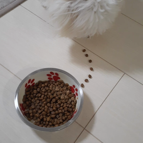 誘導してみたの画像