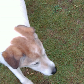 10歳を超えたから神様からの贈り物だねの画像