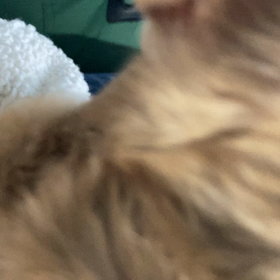 永遠に匂い嗅いどれるしの画像