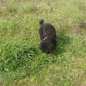 自由奔放の画像