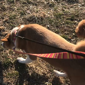 ♪お散歩動画♪代々木公園♪②の画像