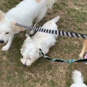 3月27日8わんこと2時間遠足　　代々木公園の画像