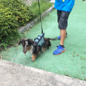 今は散歩出来るようになったよ〜の画像