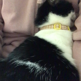 きんさん、逃げたい… いやでごじゃるにゃの画像