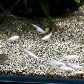 ステルバイの画像