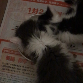 離乳食組の顔wの画像