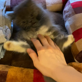 ミヌエットのフィガロちゃんの画像