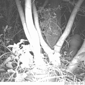 すぎぴたんの事件簿　シーズン２　１３６話 （ハクビシンたんもぉ～）の画像