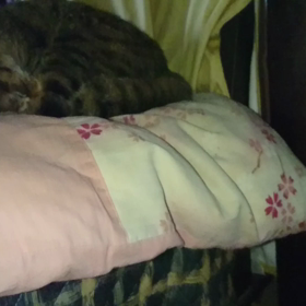 Claire女史の寝言と寝顔の画像